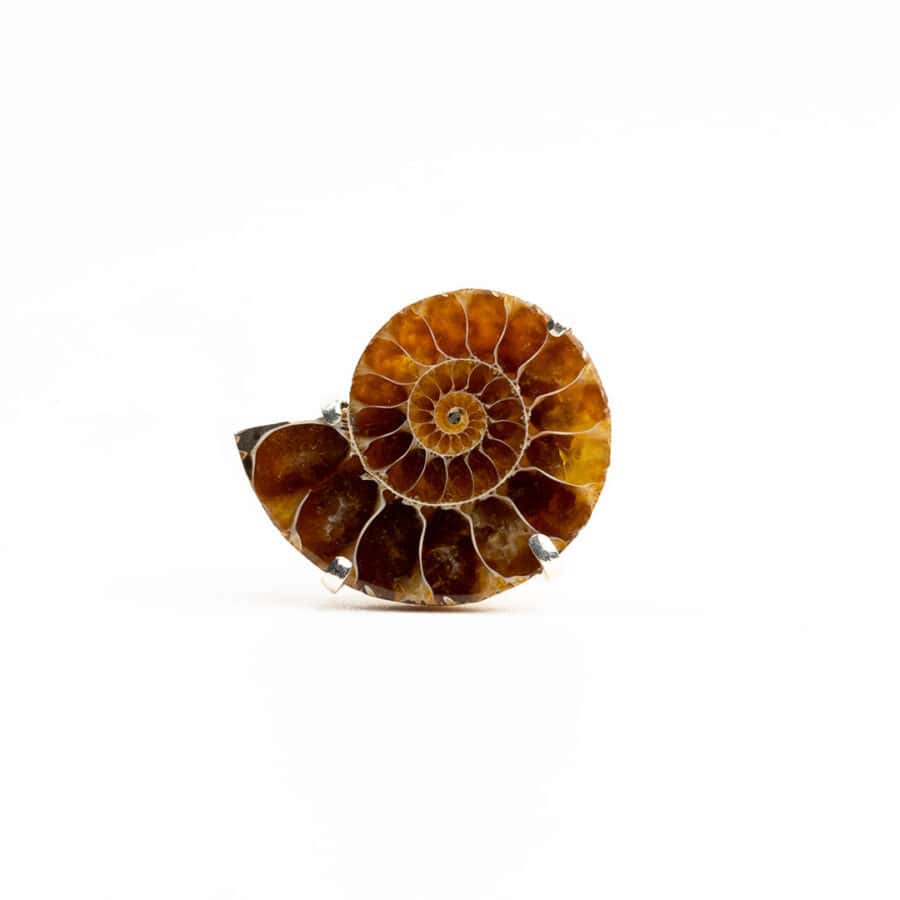 Madagascar Ammonite Gemstone Pin